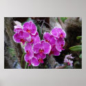 Phalaenopsis Orchid in Natural Habitat posters