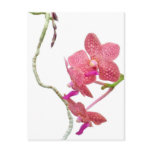 Phalaenopsis orchid - postcard