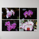 Phalaenopsis Orchids Poster