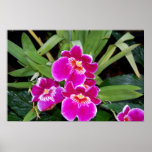 Phalaenopsis Orchids Poster