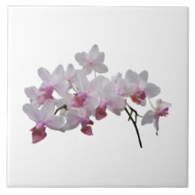 Phalaenopsis Orchids Twilight Rainbow Tile