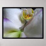 Phalaenopsis White Orchid Poster Prints