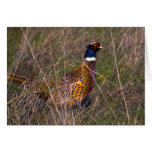 Pheasant  407 cards