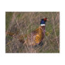 Pheasant  407