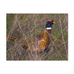 Pheasant  407 postcards