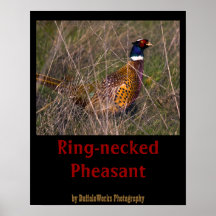 Pheasant  407 print