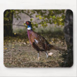 Pheasant  497 mousepads