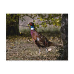 Pheasant  497 postcards