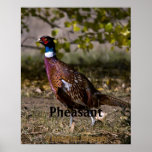 Pheasant  497 posters