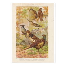 Pheasant and Other Game Postcards