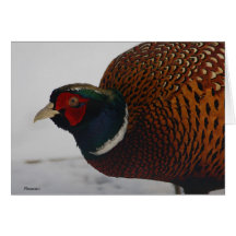 Pheasant Greeting Card