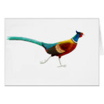 pheasant in colour no sig cards