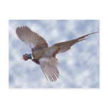 Pheasant In Flight postcards