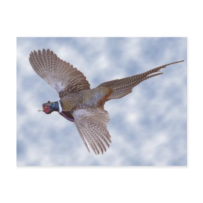 Pheasant In Flight Post Cards by skytopian