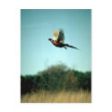Pheasant in flight postcards