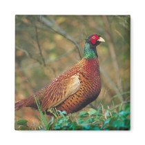 Pheasant in Woodland Magnet