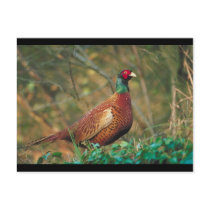 Pheasant in Woodland Post Cards