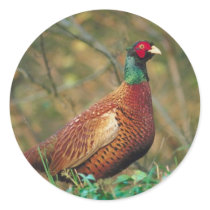 Pheasant in Woodland Sticker
