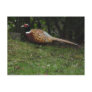 Pheasant Post Card