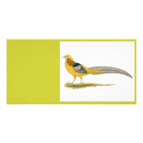 Pheasant:  Yellow Golden Photo Greeting Card