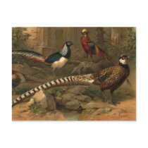 Pheasants postcard