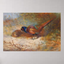Pheasants Print