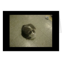 Pheobe the Pristine Cat Cards