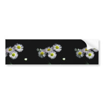 Philadelphia Fleabane Bumper Stickers