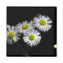 Philadelphia Fleabane Magnet