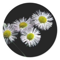 Philadelphia Fleabane Sticker