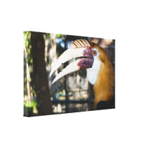 Philippine Hornbill Canvas Print