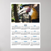 Philippine Hornbill Poster Calendar