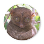 Philippine Tarsier Fridge Magnets