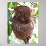 Philippine Tarsier Poster posters