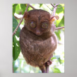 Philippine Tarsier Print