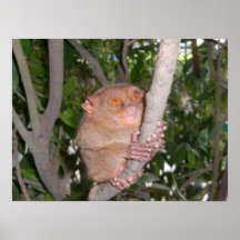 Philippine Tarsier - Smallest Primate Posters