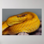 Phillipine Palm Viper Poster