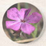 Phlox Flower Coaster