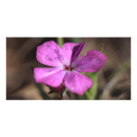 Phlox Flower Photo Card photo cards