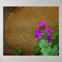 "Phlox Portrait" Print