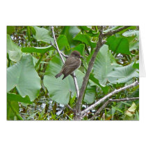 Phoebe Flycatcher Greeting Card