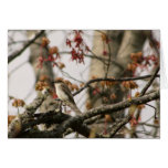 Phoebe of The Northwoods Greeting Cards