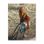 Phoenix Rooster From Behind postcards