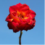 Phoenix Rose in the Sky-photo sculpture