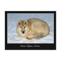 Photo Arctic Wolf (Polar Wolf, White Wolf) Postcards