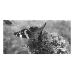 Photo Card - Admiral Butterfly in Black & White photo cards