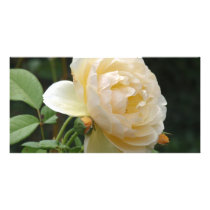 Photo Card - Beautiful Rose