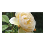 Photo Card - Beautiful Rose photo cards
