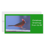 Photo Card: Cardinal Landing photo cards