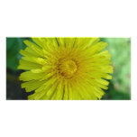 Photo Card - Dandelion photo cards